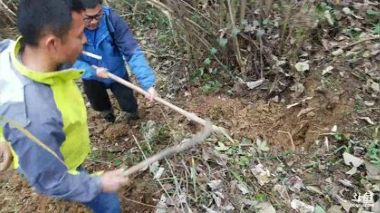 挖葛根毒奶留着。 2017-12-29 12点场