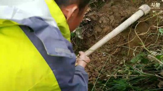 挖葛根毒奶留着。 2017-12-29 11点场