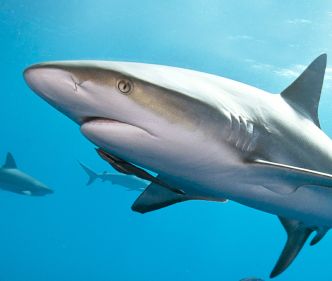 鲸鱼变鲨鱼 - 斗鱼视频 - 最6的弹幕视频网站