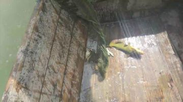 黄石水库鱼再多，不及兄弟情义厚 2017-05-29 13点场