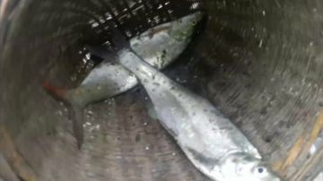 撒网怼翘嘴 2017-06-11 16点场