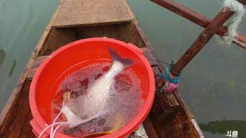 水库收大网，涨水鱼多多 2017-06-13 17点场