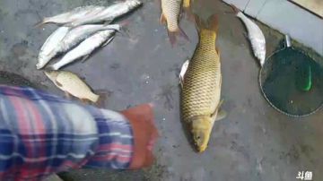 水库收大网，涨水鱼多多 2017-06-13 18点场