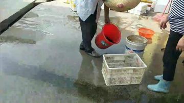 【甲鱼钓】能不能上货，给点力 2017-06-15 07点场
