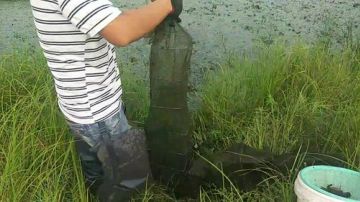 【甲鱼钓】能不能上货，给点力 2017-06-16 05点场