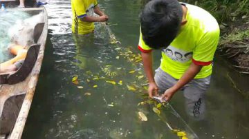 清水围桂鱼！货真的多！ 2017-06-19 11点场