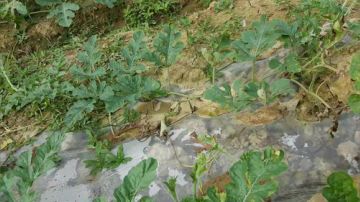 捕鱼：一网千杀？不是梦 2017-06-19 16点场