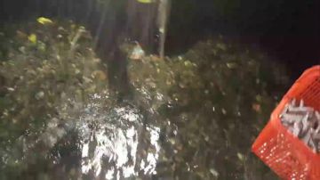 带水友捕鱼：一网千杀！见证奇迹的时刻 2017-06-19 22点场