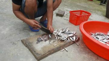 河道桂鱼网，桂鱼多不多，自己看 2017-06-20 09点场