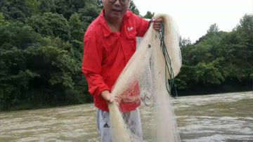 涨水鱼，撒网捕 2017-06-23 15点场