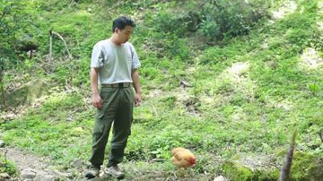 野营系列3 茅屋和我的饭盒煲仔饭
