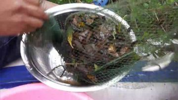 涨水了，搞到大甲鱼了，还在上货中！ 2017-06-30 12点场