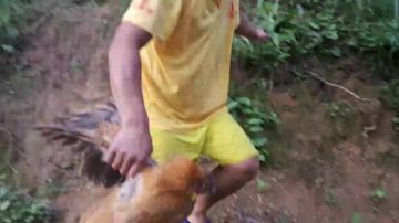 招牌菜：黄焖鸡，香辣蛇！ 2017-07-01 17点场