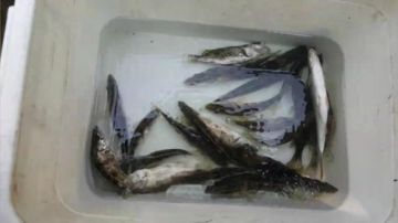 桂鱼正在上货中！好多鱼 2017-07-02 10点场