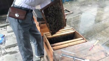 这一次终于可以取蜂蜜了。 2017-07-12 06点场