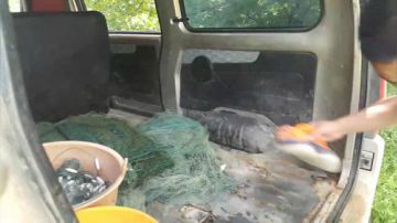 今天能不能让我抓次活的甲鱼 2017-07-16 10点场