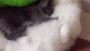 lilithxy发布了一个斗鱼视频2017-07-16