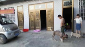 红烧甲鱼，辣椒炒腊肉，香煎鱼块 2017-07-17 18点场