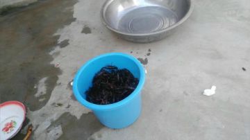 【户外】爆鱼，爆虾，爆黄鳝 2017-07-18 08点场