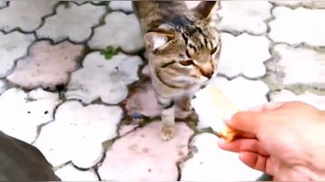 开播了带你们看看新家 2017-07-21 21点场