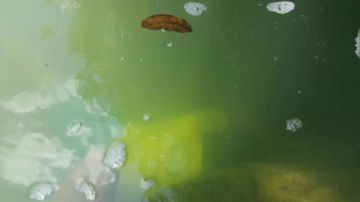 兄弟们，新的道具不要送给自己直播间 2017-07-23 11点场