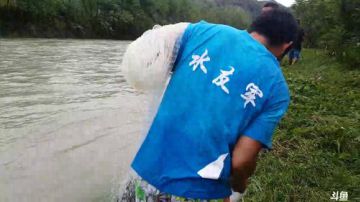 涨水的鱼，退水的虾。 2017-08-13 09点场