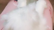 贝儿丶BER发布了一个斗鱼视频2017-08-16