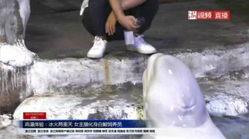 高温体验 女主播化身白鲸饲养员 2017-08-16 16点场
