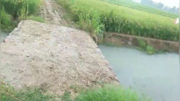 【户外】甲鱼吊，吊甲鱼 2017-08-18 06点场