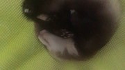 3Games发布了一个斗鱼视频2017-08-21