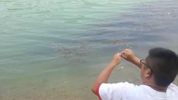 20块一根的鱼杆，能不能钓到鱼？ 2017-08-22 13点场