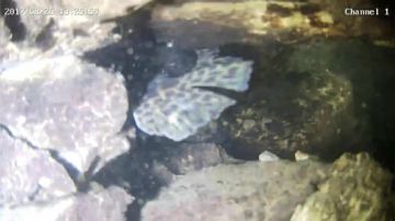 潜水摸鱼！插鱼！真正的技术是时候展现了 2017-08-26 13点场