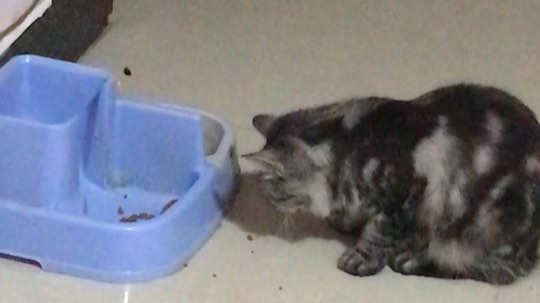 二狗二狗