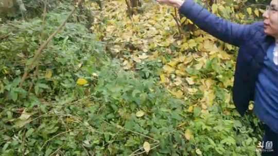 魅力南寻之山城之都重庆。 2018-01-06 11点场