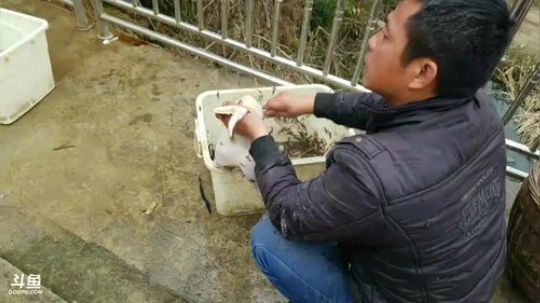 湘菜：干锅竹鼠，清炖大头鱼，干锅翘嘴 2018-01-20 14点场