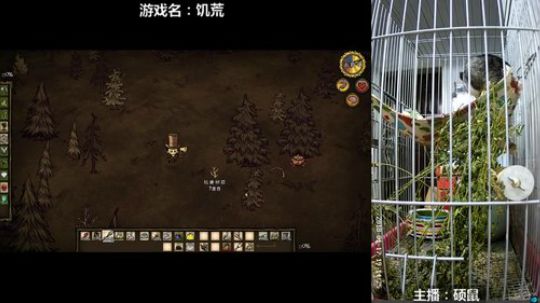 硕鼠的日常 2018-01-17 18点场