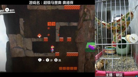 硕鼠的日常 2018-01-24 16点场