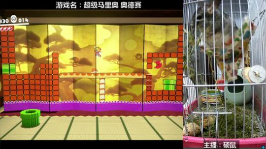 硕鼠的日常 2018-01-25 19点场