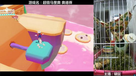 硕鼠的日常 2018-01-25 17点场