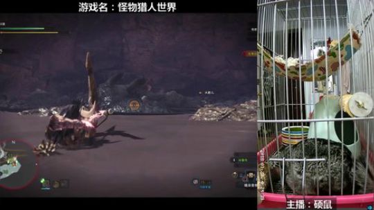 硕鼠的日常 2018-01-27 19点场