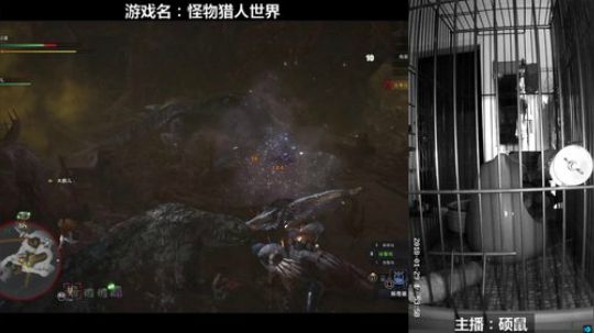 硕鼠的日常 2018-01-29 17点场