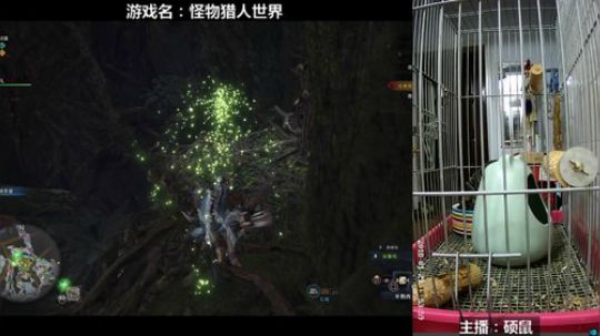 硕鼠的日常 2018-01-29 19点场