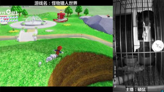 硕鼠的日常 2018-01-30 21点场