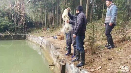 2.03号胜哥生日！把胜哥家的塘给干了！ 2018-02-01 11点场