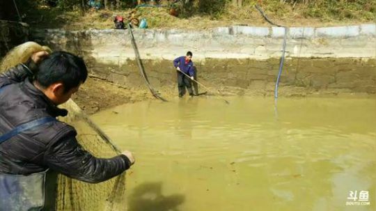 2.03胜哥生日！继续干胜哥家的鱼塘， 2018-02-02 12点场