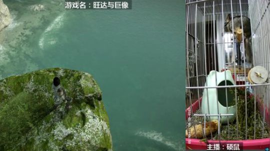 硕鼠的日常 2018-02-06 21点场