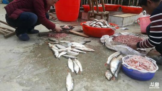 【斗鱼年货节】制野生翘嘴鱼干，赶集 2018-02-08 15点场