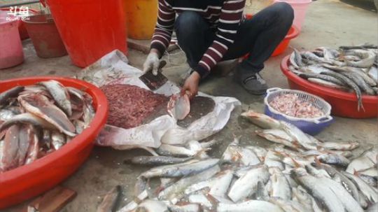 【斗鱼年货节】制野生翘嘴鱼干，赶集 2018-02-08 13点场