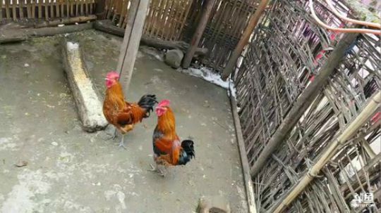 拜年最后一家。。。 2018-02-12 13点场