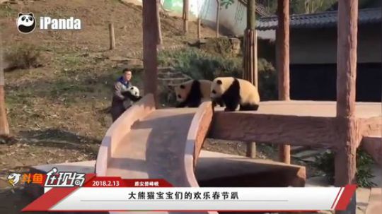 大熊猫宝宝们的欢乐春节趴 2018-02-13 09点场